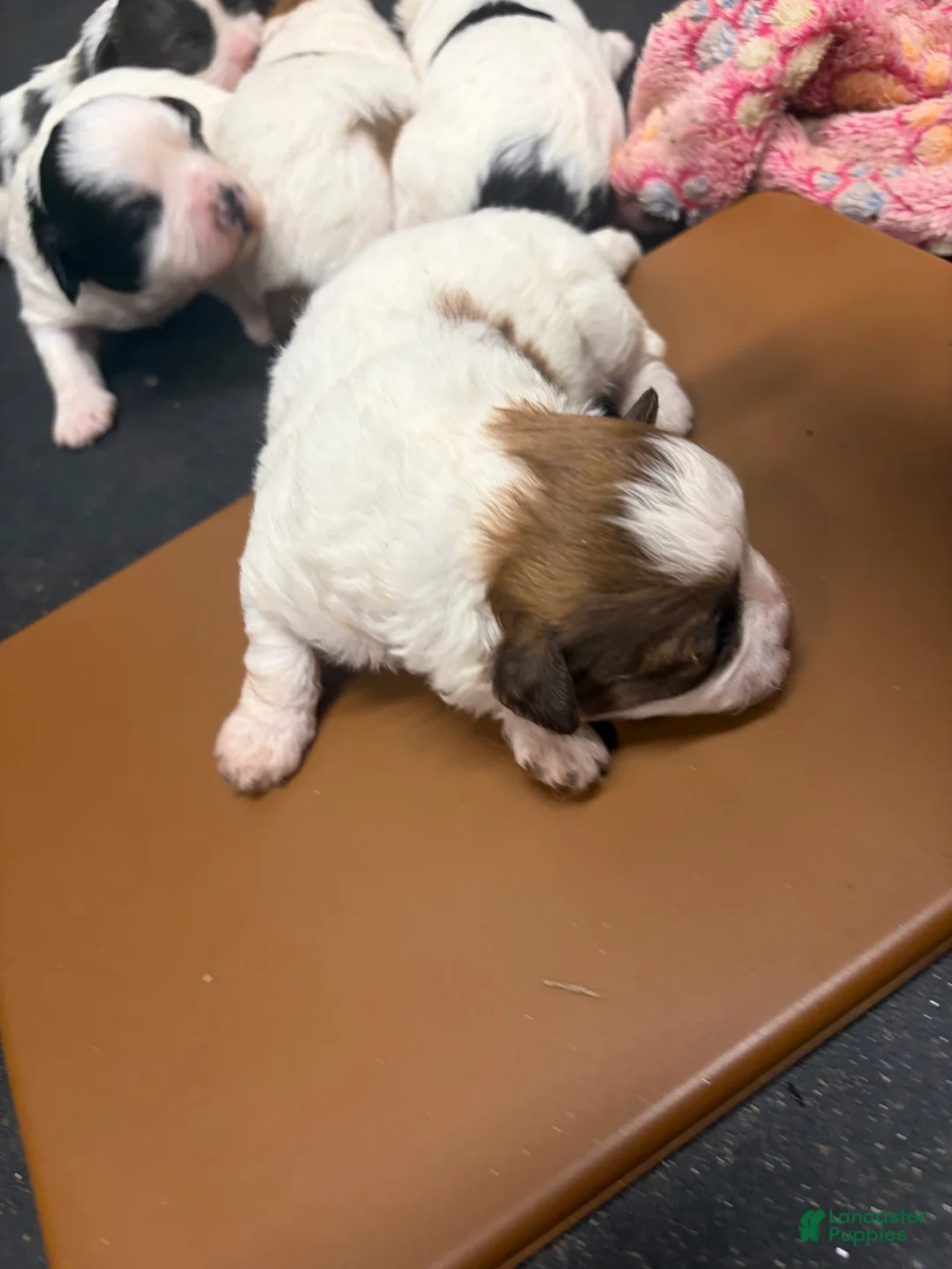 Mixed Breed dogs for sale: Princess - Ad 2