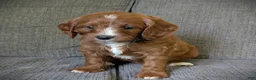 Cavapoo dogs for sale: Max - Ad 4