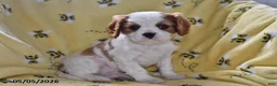 Cavalier King Charles Spaniel dogs for sale: Pluto - Ad 3