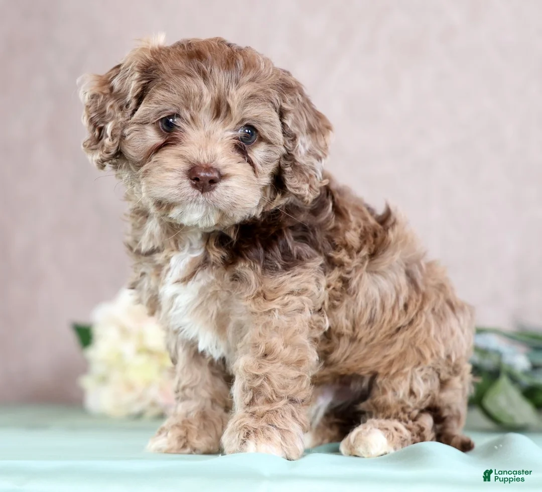 Cockapoo dogs for sale: Leo - Ad 1