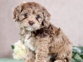 Cockapoo dogs for sale: Leo - Ad 2