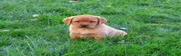 Labrador Retriever dogs for sale: Renee - Ad 4