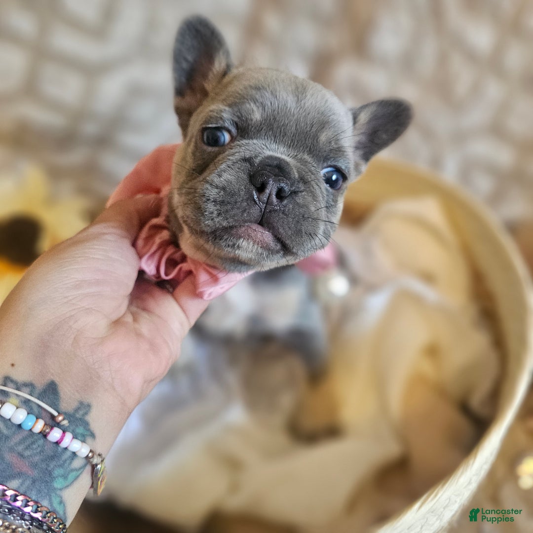 French Bulldog dogs for sale: Velour AKC Fluffy Carrier  - Ad 7