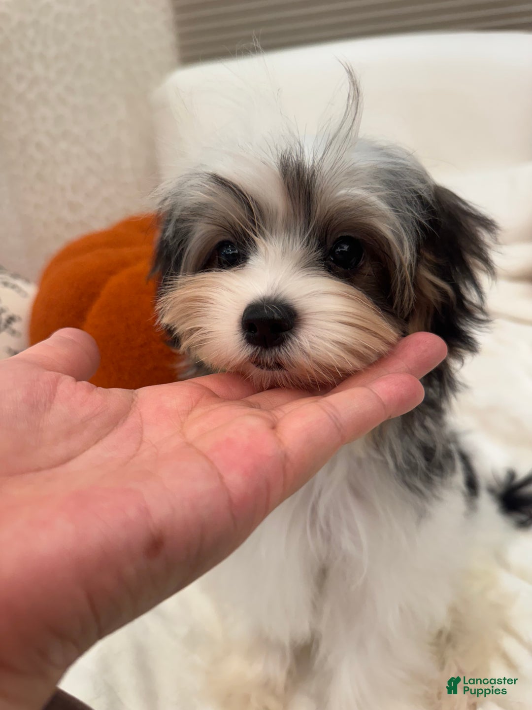 Morkie dogs for sale: Denis - Ad 6