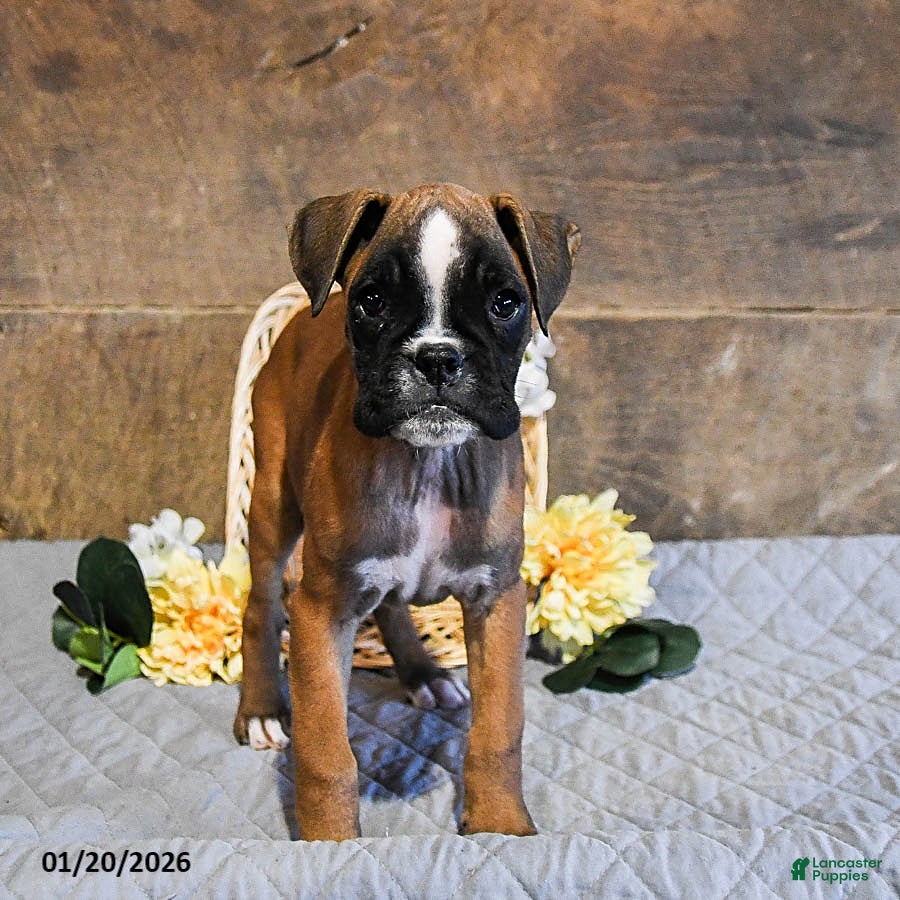 Boxer dogs Nova - Ad 15