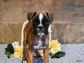 Boxer dogs Nova - Ad 14