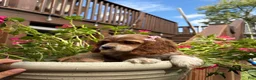 Cocker Spaniel dogs for sale: 💗🌸✨  Aurora ✨🌸💗 - Ad 6