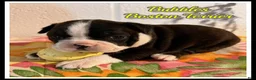 Boston Terrier dogs for sale: Bubbles - Ad 2