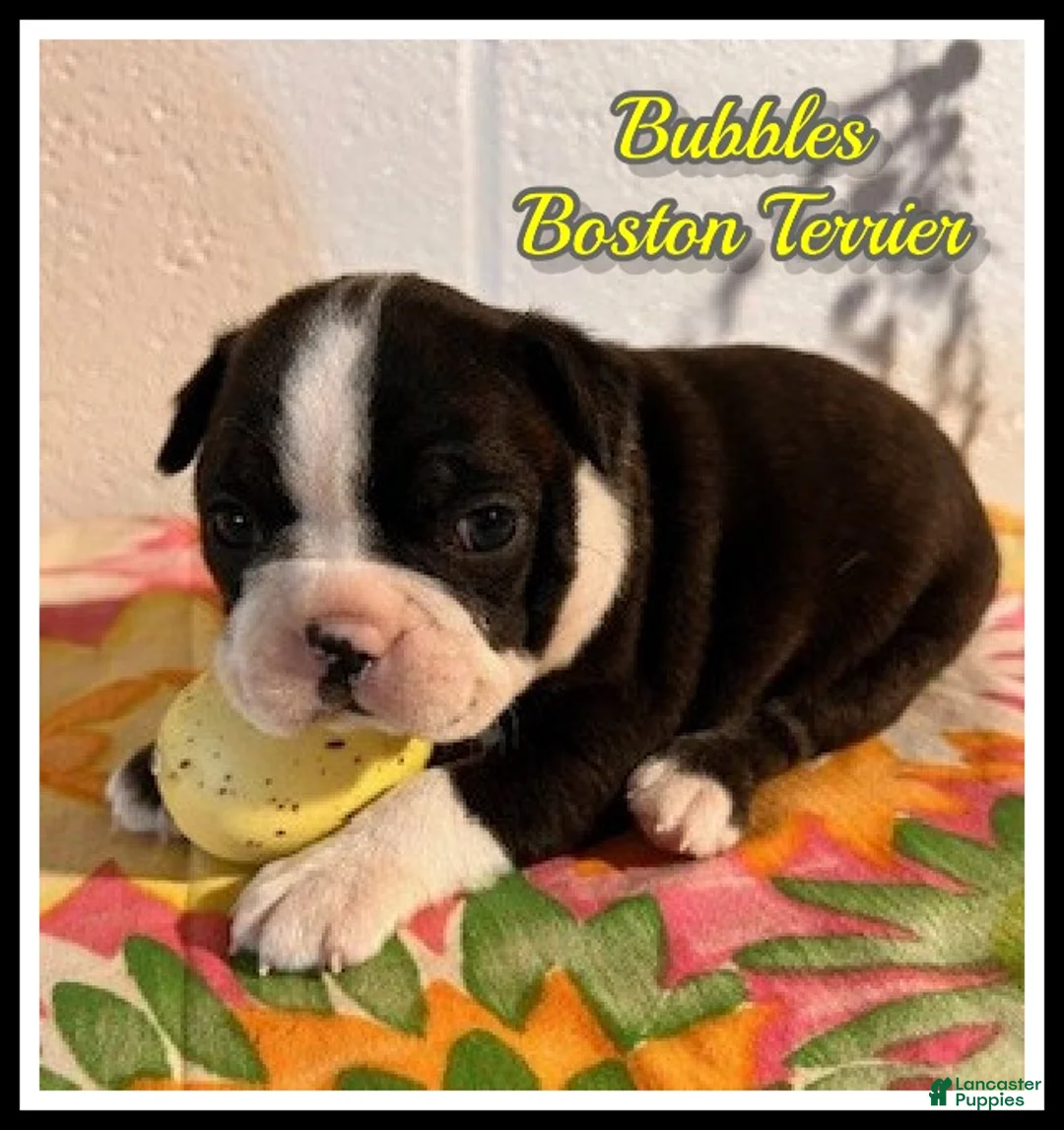 Boston Terrier dogs for sale: Bubbles - Ad 2