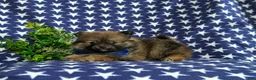 Pomeranian dogs for sale: Marco - Ad 5