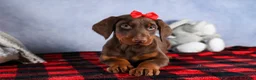 Doberman Pinscher dogs for sale: FRANK - Ad 4