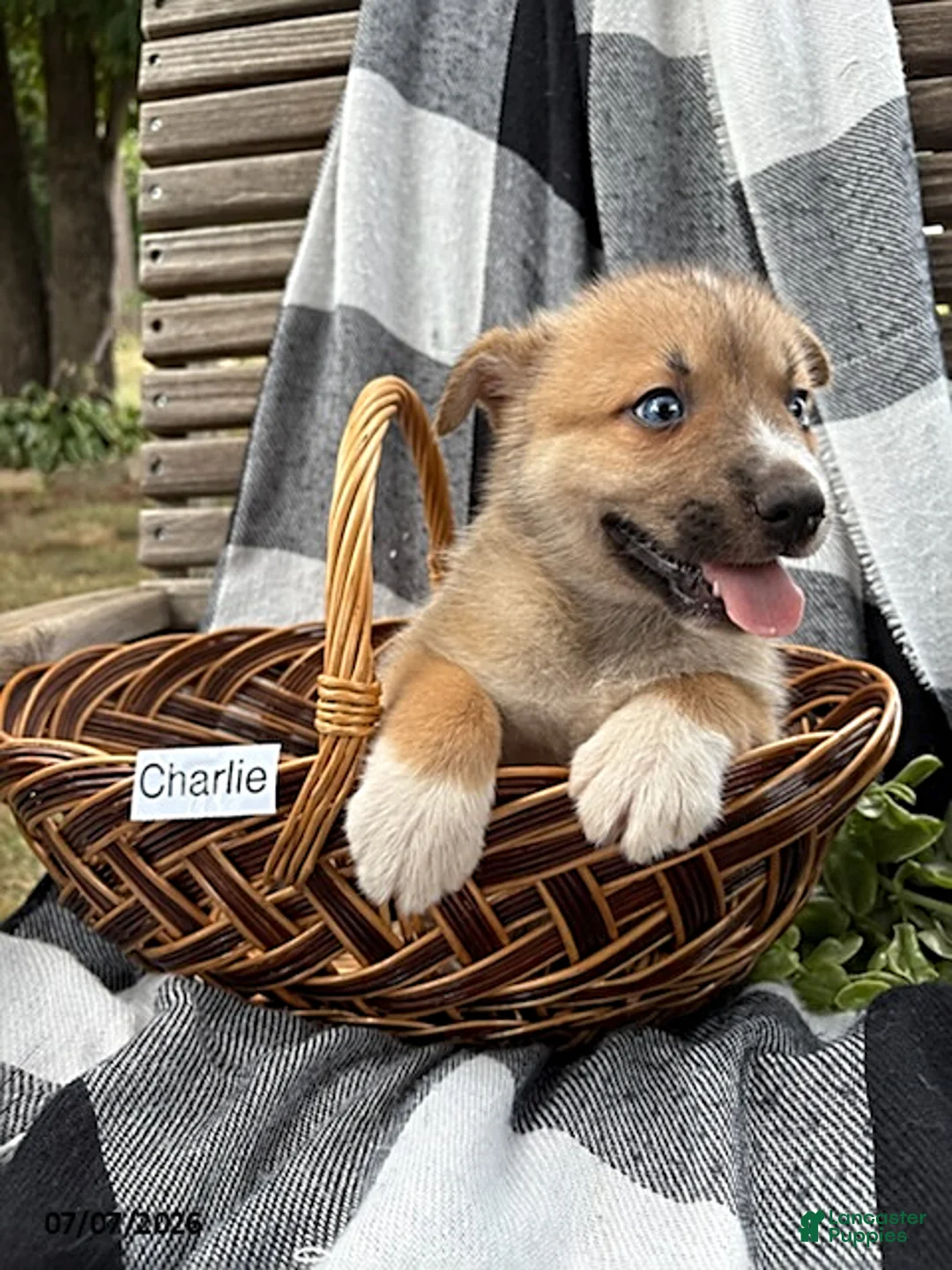 Pomsky dogs for sale: Charlie - Ad 5