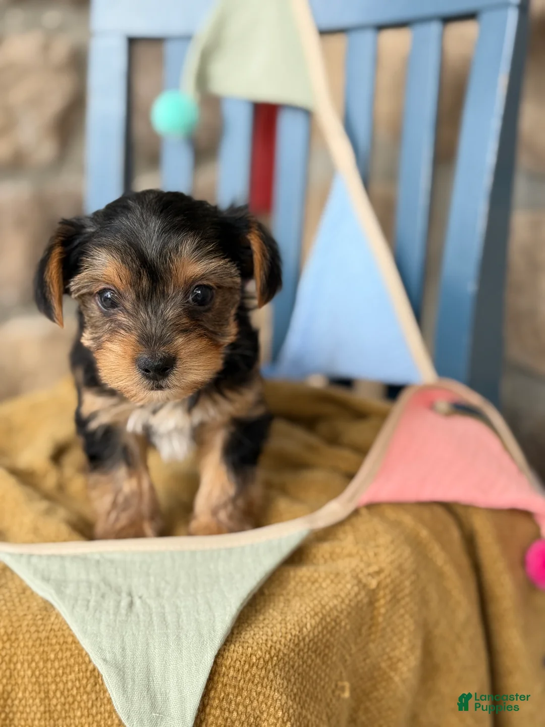 Yorkshire Terrier dogs for sale: Peanut - Ad 1