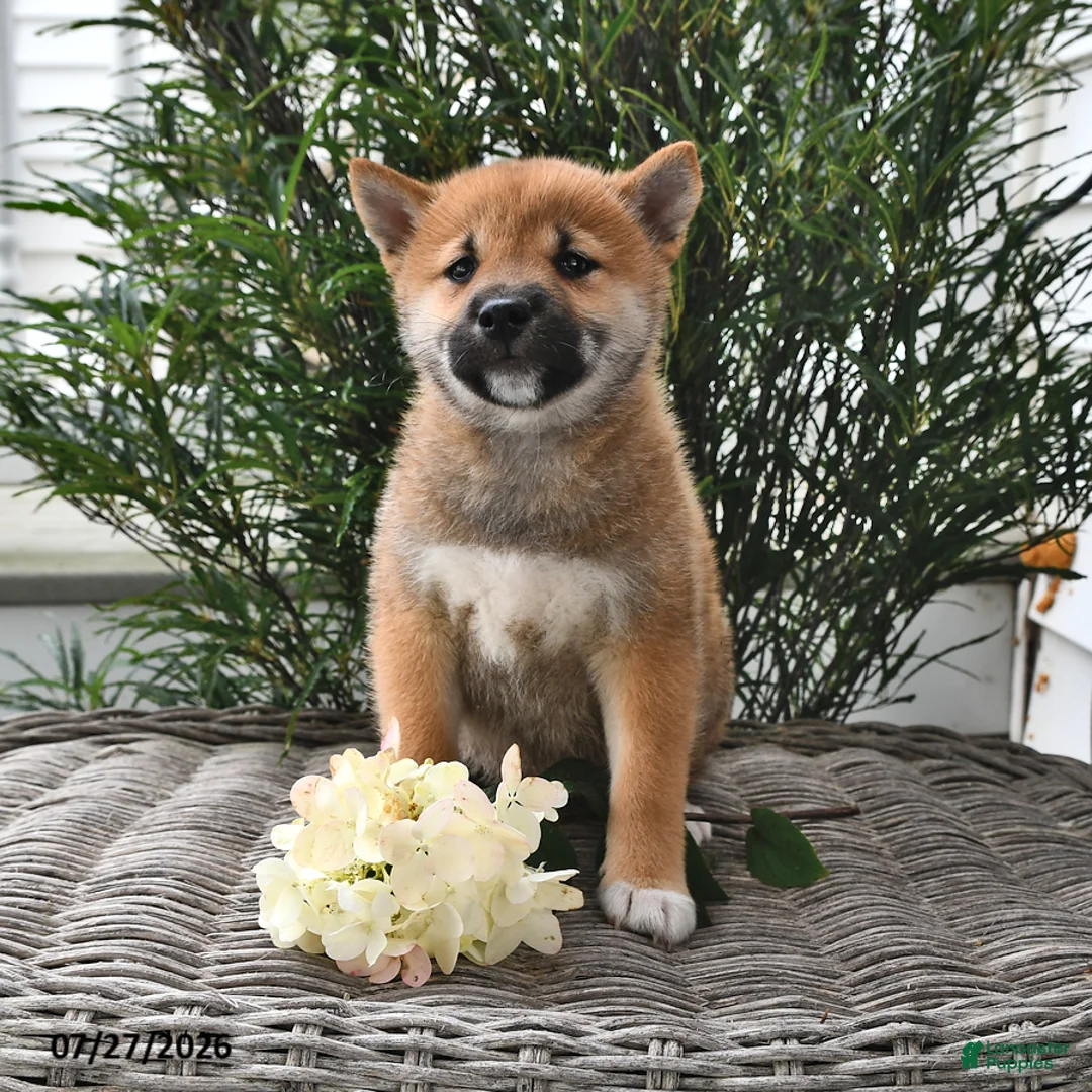 Shiba Inu dogs for sale: Summer - Ad 1