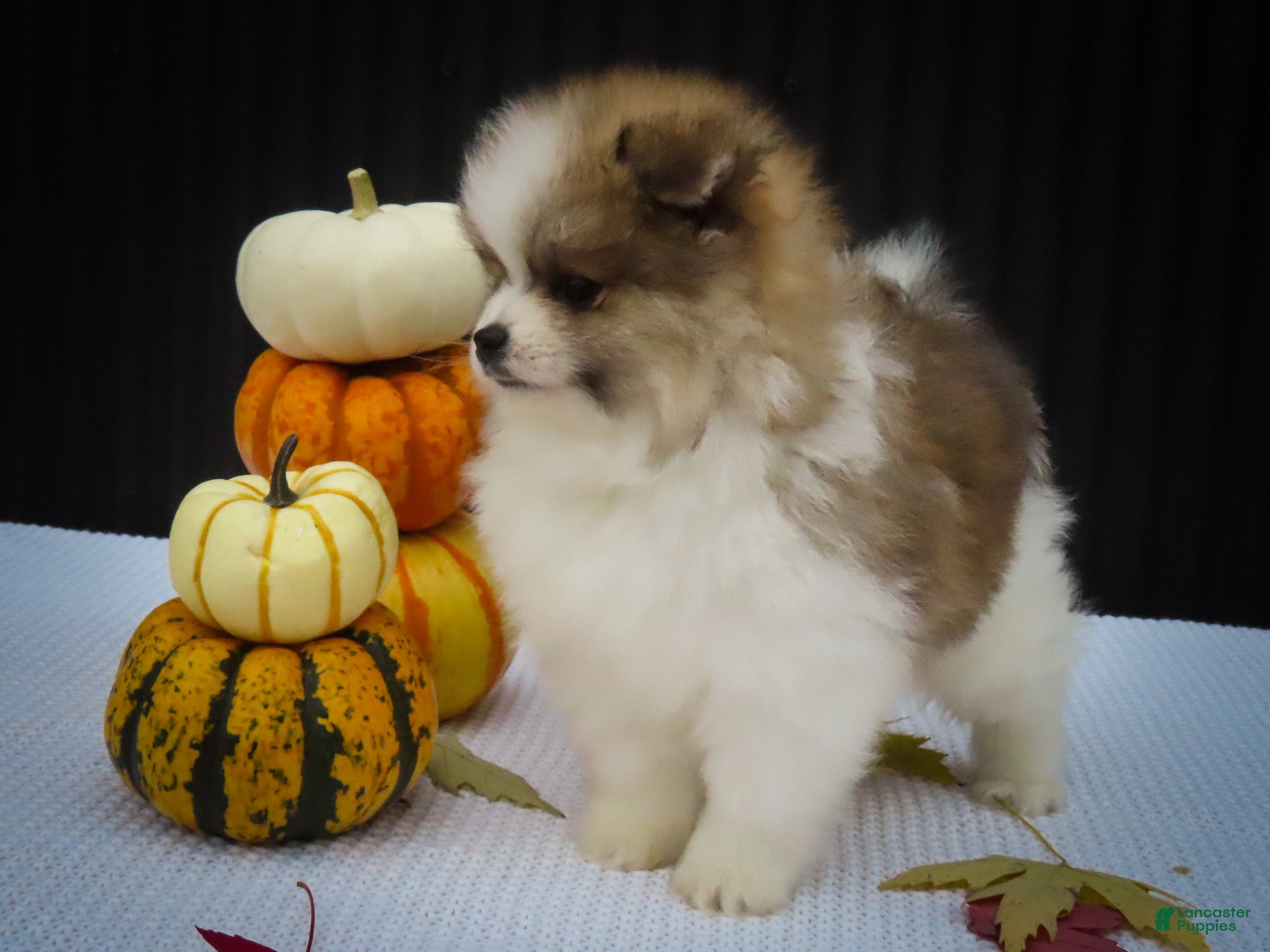 Pomeranian dogs Macey 🎀 - Ad 2