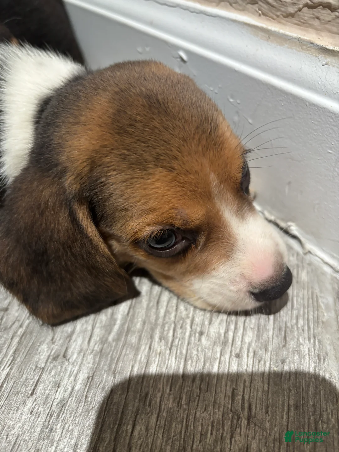 Beagle dogs for sale: Snoopy - Ad 2