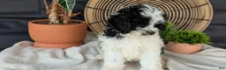 Cockapoo dogs for sale: Heath - Ad 25