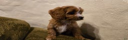 Cavapoo dogs for sale: Wren - Ad 17