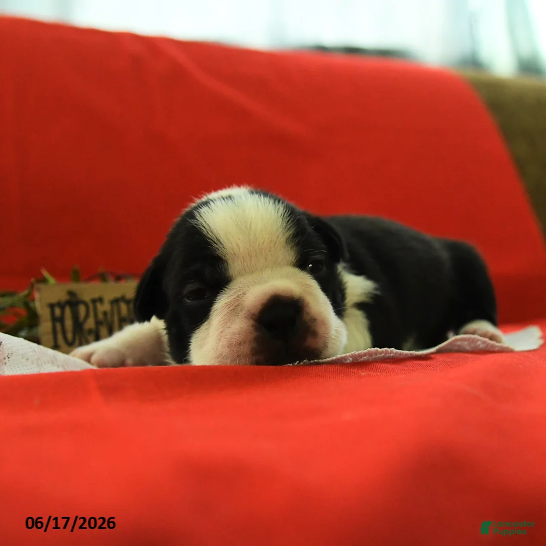 Boston Terrier dogs for sale: Violet - Ad 5