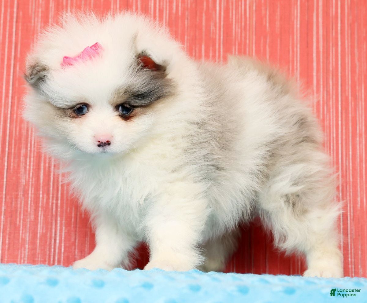 Pomeranian dogs Poppy - Ad 1