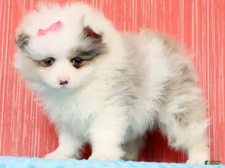 Pomeranian dogs for sale: Poppy - Ad 2