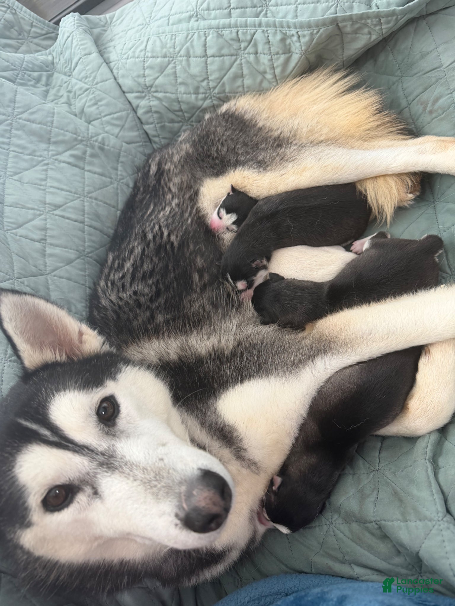 Siberian Husky dogs for sale: Siberian Husky Puppy 5 light pink collar  - Ad 2