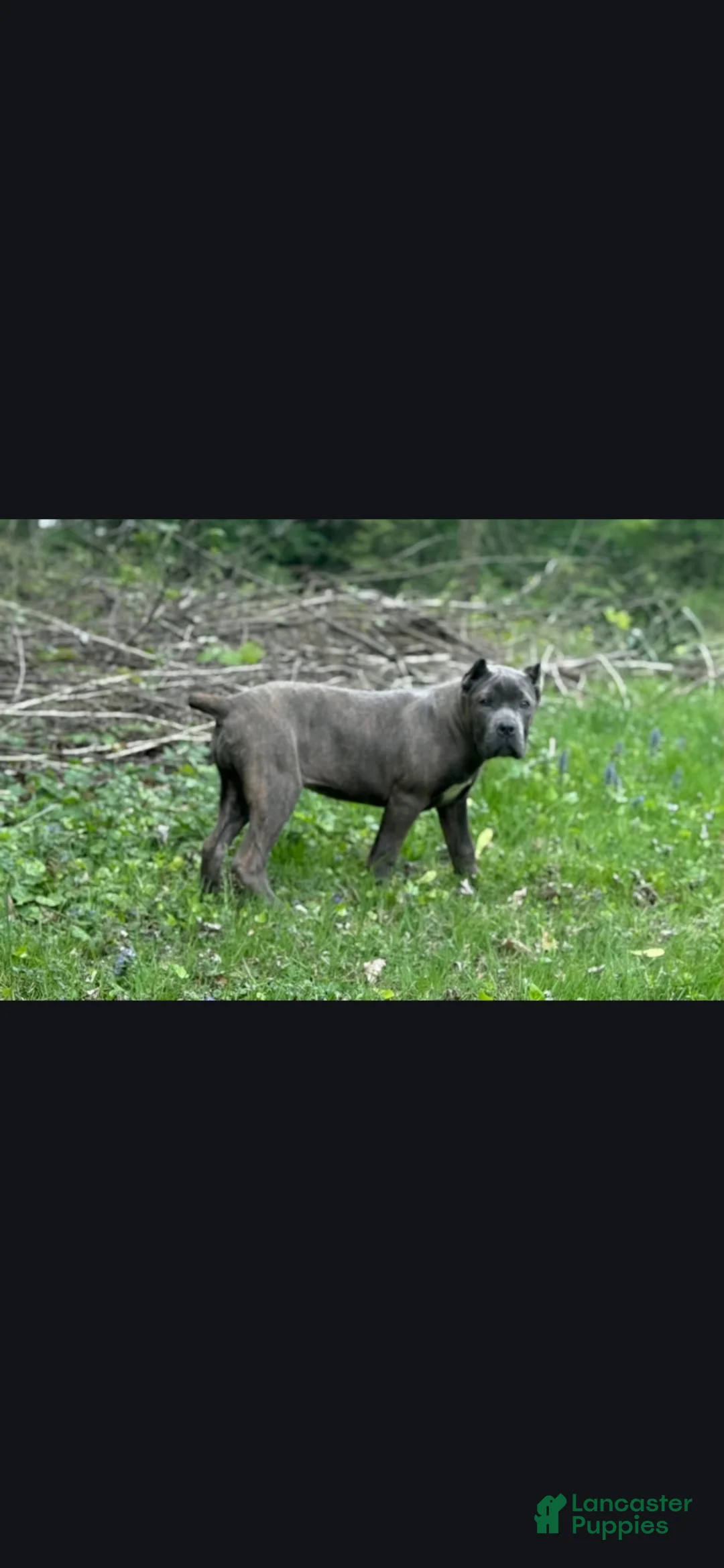Cane Corso dogs for sale: Cane Corso Puppy 1 - Ad 7