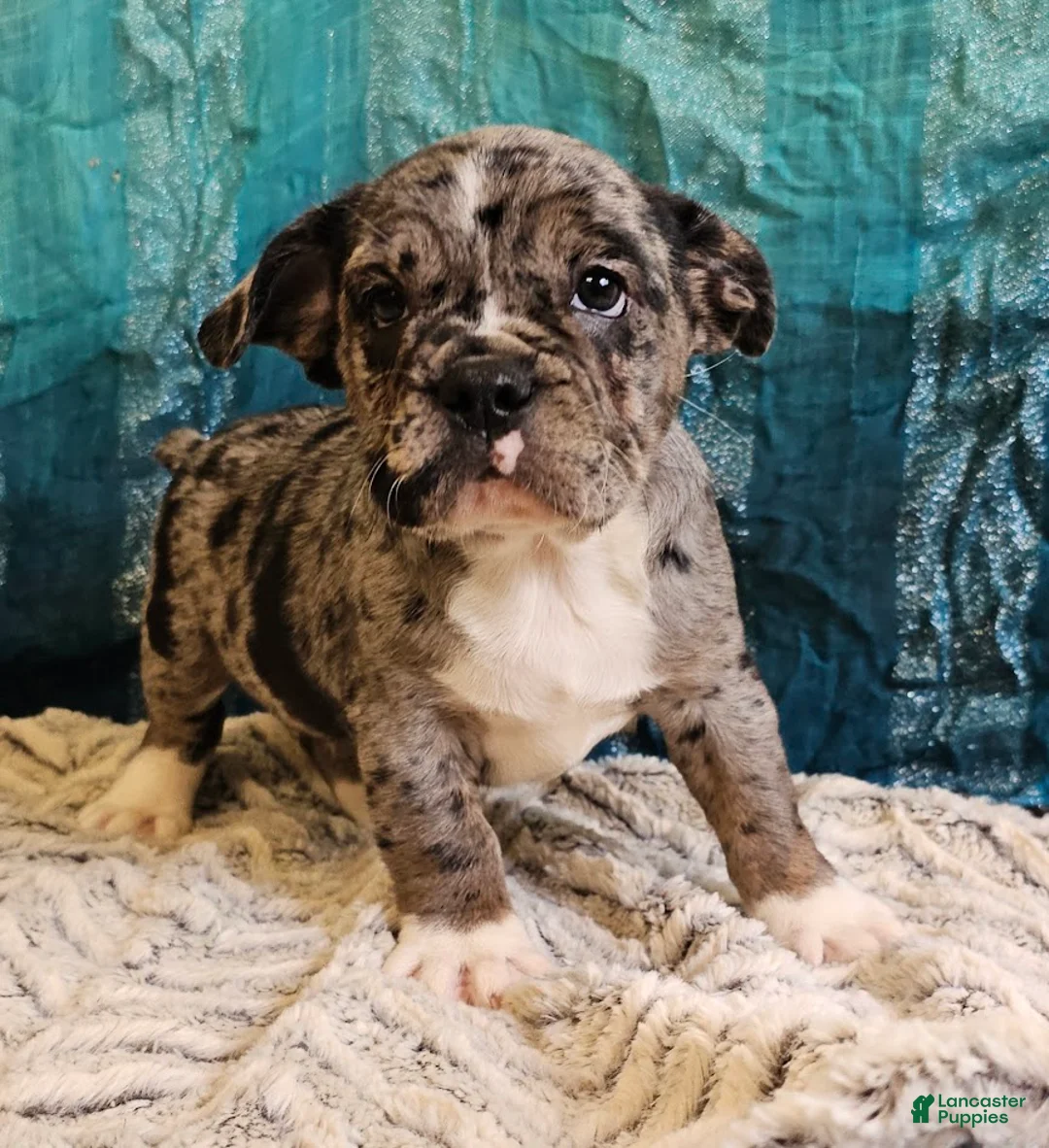 Mixed Breed dogs for sale: SALE! Mini Dolly Dimples - Ad 14