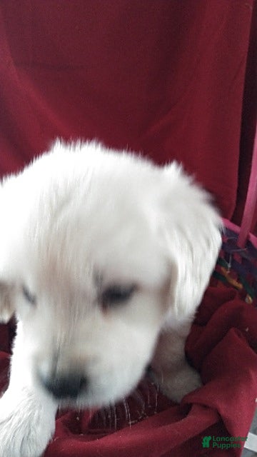 Golden Retriever dogs Aden - Ad 2