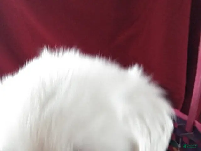 Golden Retriever dogs for sale: Aden - Ad 2