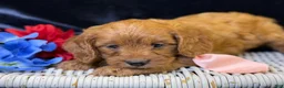 Cavapoo dogs for sale: Reef - Ad 6
