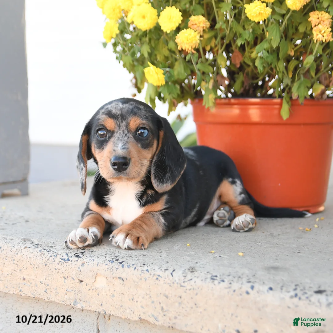 Mixed Breed dogs for sale: Buddy - Ad 3