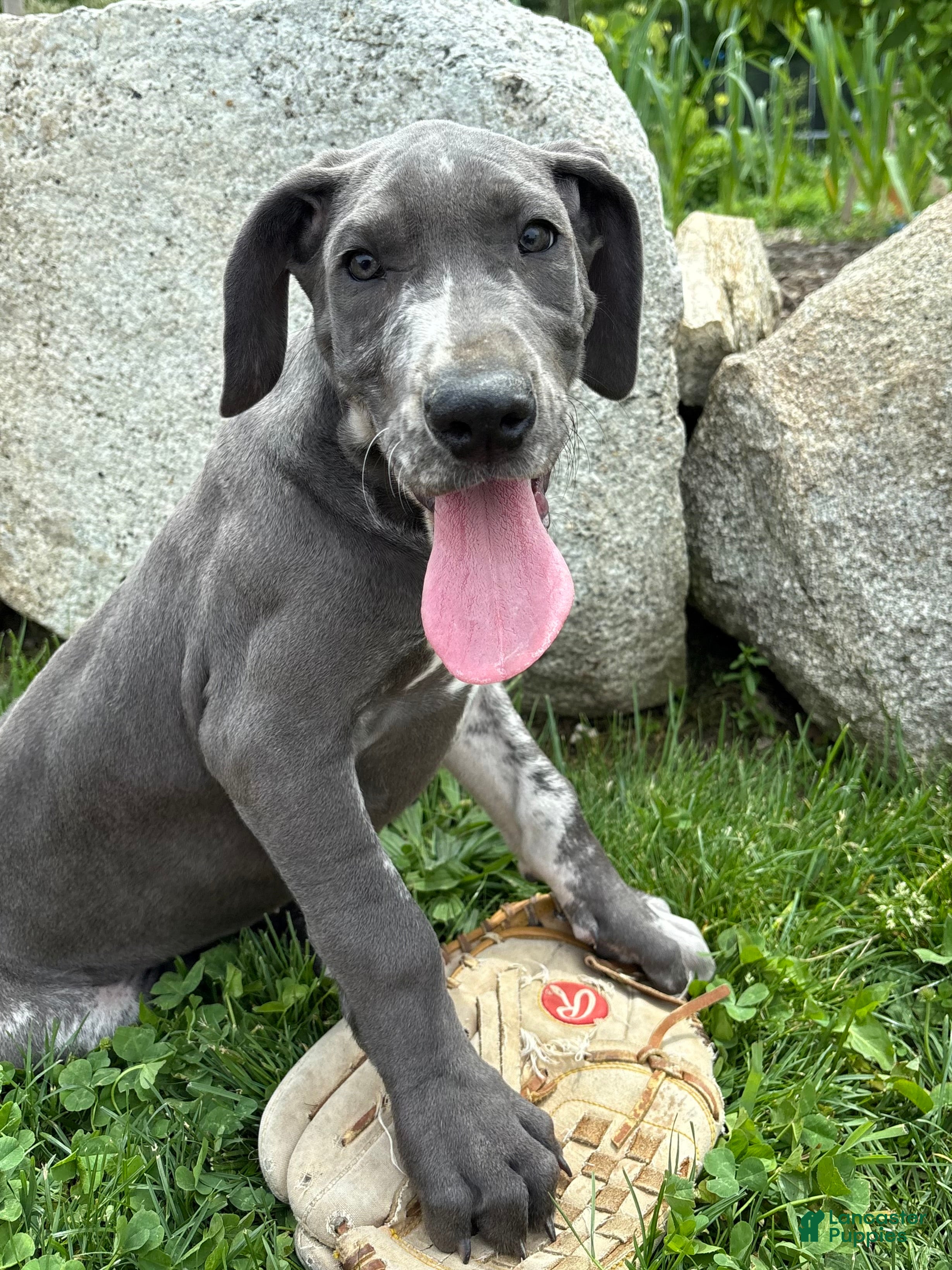 Great Dane dogs Tess - Ad 2