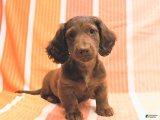 Dachshund dogs - Ad 10