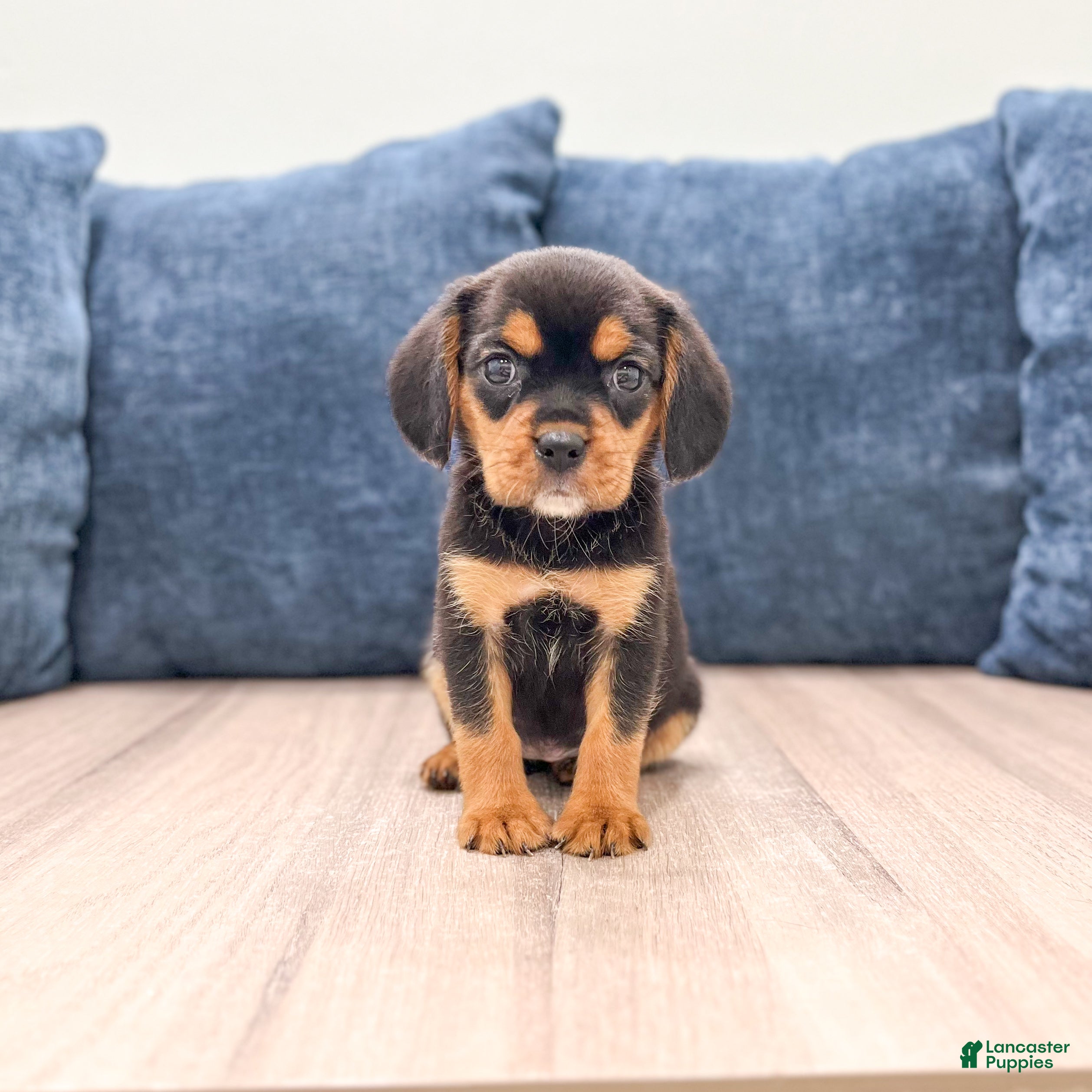 Beaglier dogs Wren - Ad 1