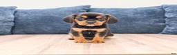 Beaglier dogs for sale: Wren - Ad 1