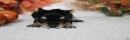 Morkie dogs for sale: Gretel  - Ad 1