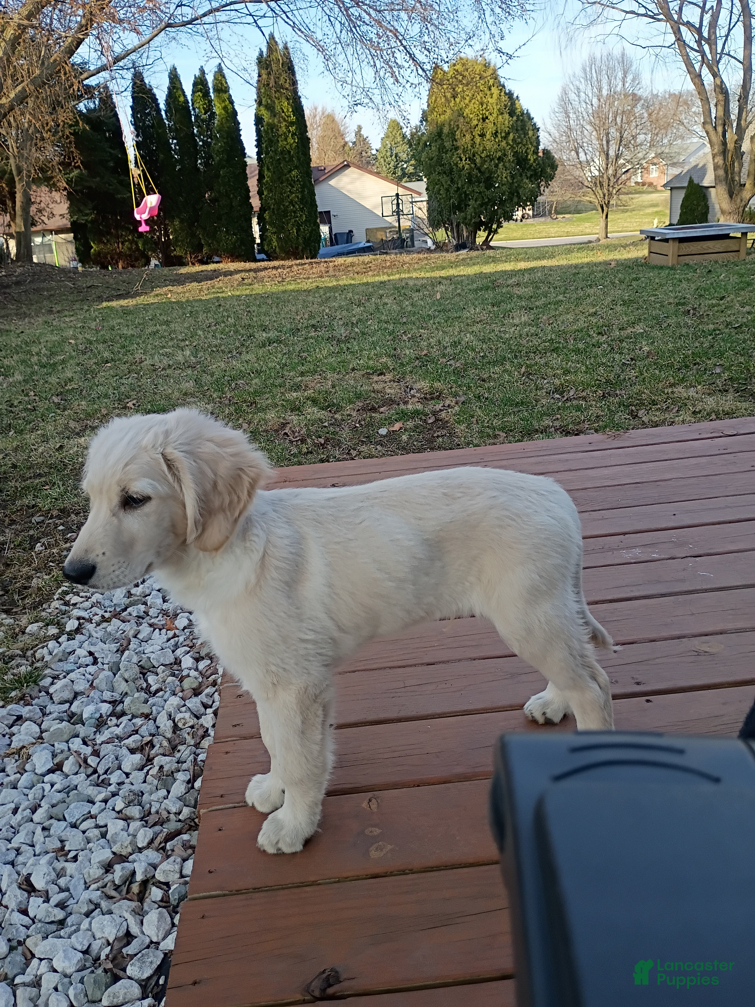 Mixed Breed dogs Biscuit  - Ad 15