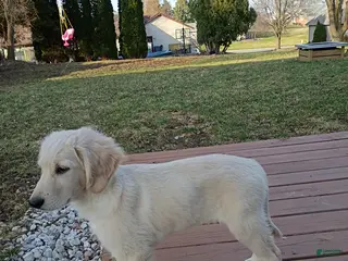 Mixed Breed dogs Biscuit - Ad 7