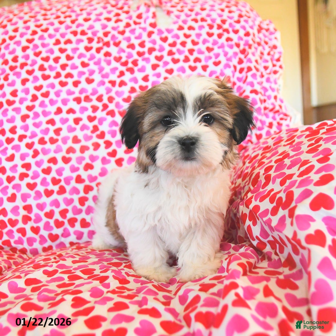 Teddy Bear dogs for sale: Reese - Ad 3