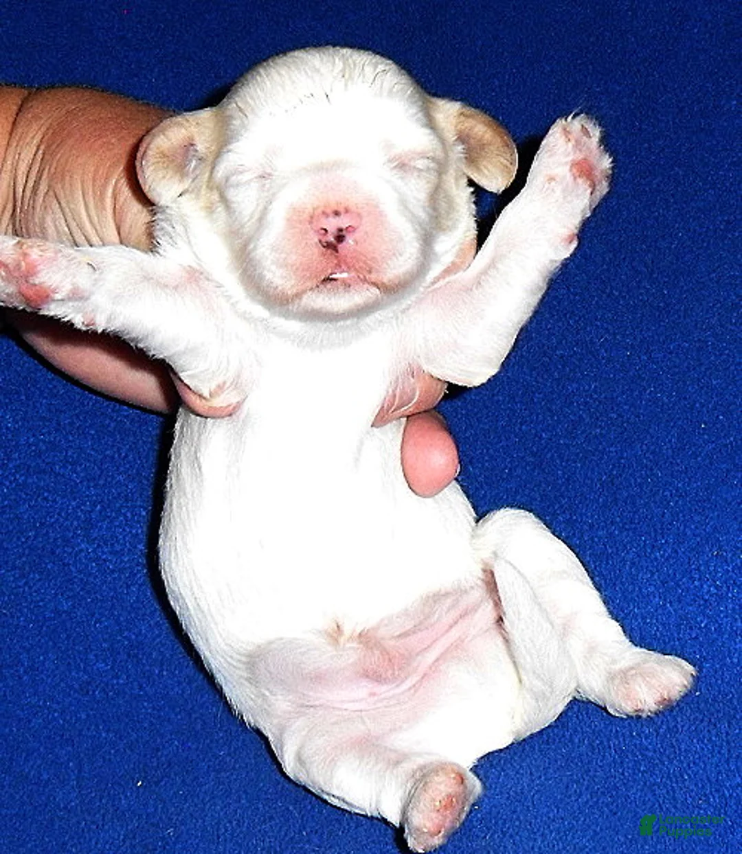 Shihpoo dogs for sale: Benji - Ad 5