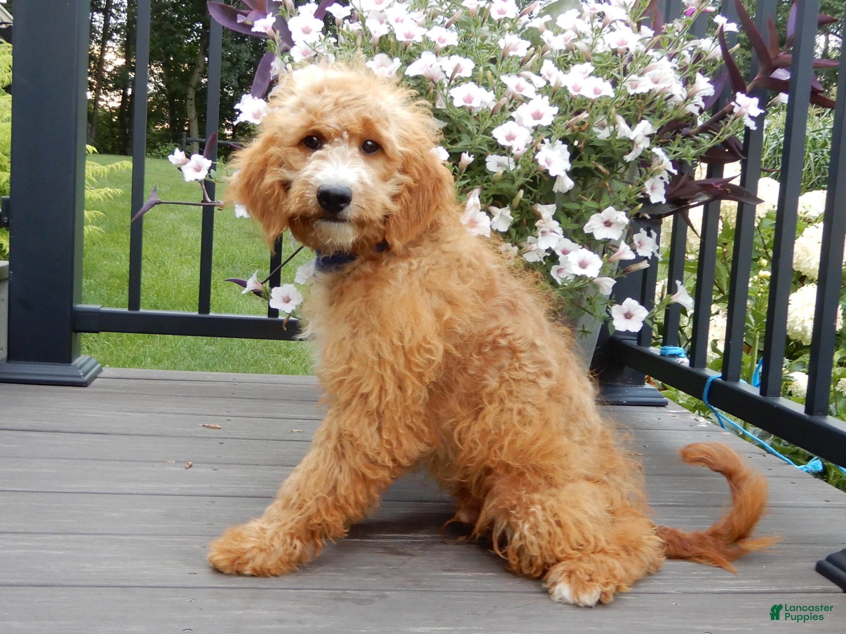 Mini Goldendoodle dogs Douglas - Ad 2