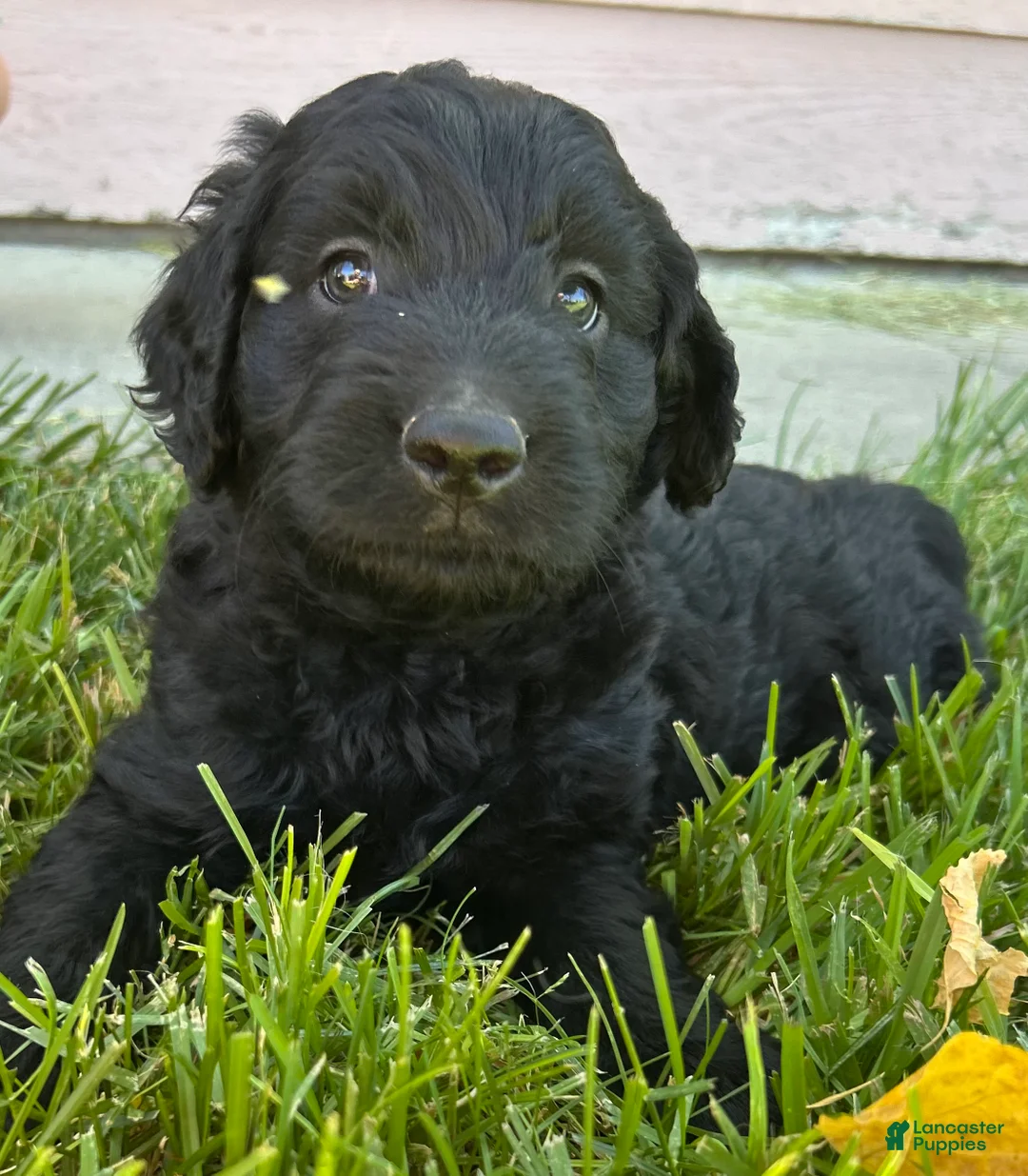 Mixed Breed dogs for sale: Silky - Ad 1