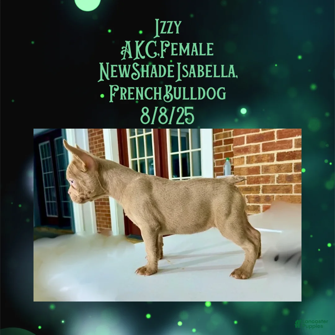 French Bulldog dogs for sale:  “Izzy the Queen: Hazel-Eyed Beauty with Boss Energy & Breeding Potential” - Ad 13