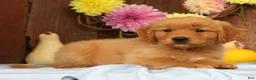 Golden Retriever dogs for sale: Hansel - Ad 8