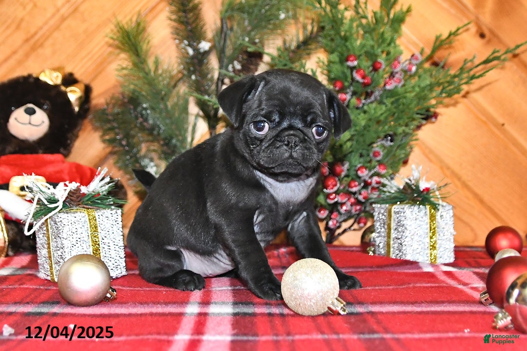 Pug dogs for sale: Holly - Ad 3