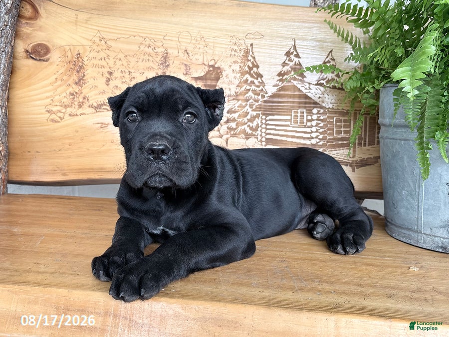 Cane Corso dogs Samson - Ad 1