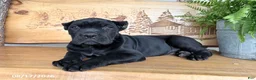 Cane Corso dogs for sale: Samson - Ad 1