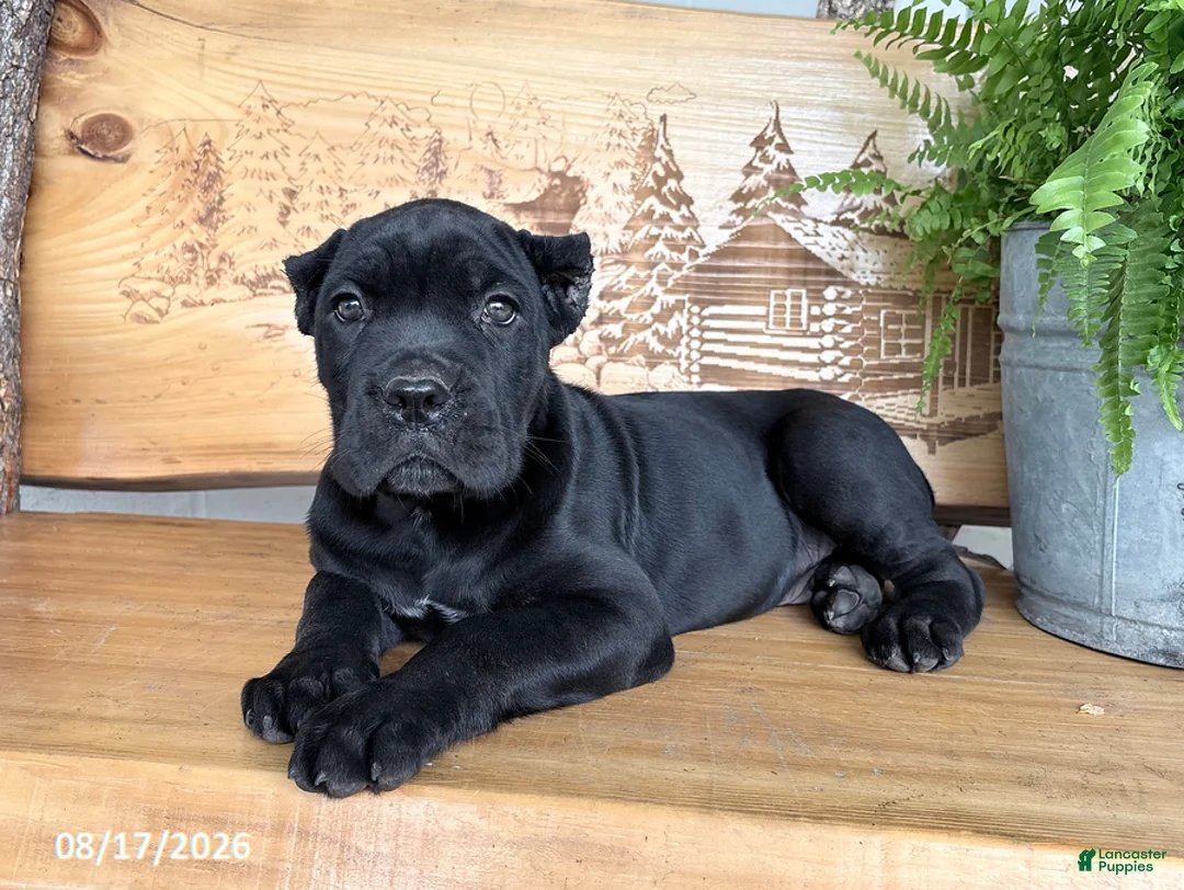Cane Corso dogs for sale: Samson - Ad 1