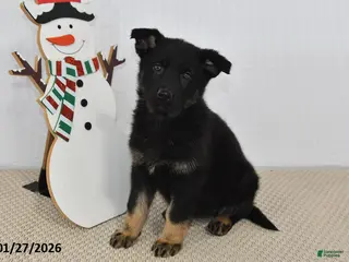 German Shepherd dogs Kyla - Ad 16